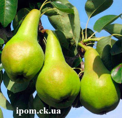 Груша сорт Зимова Мліївська